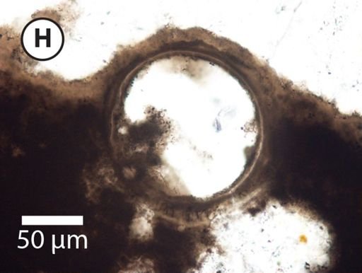 Appendisphaera tenuis