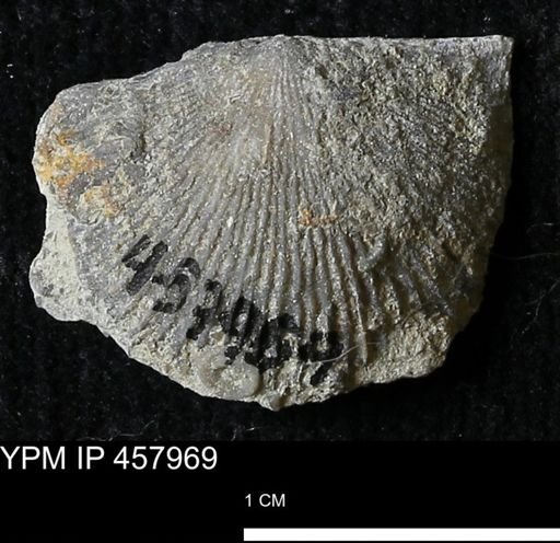 Strophodonta sp.