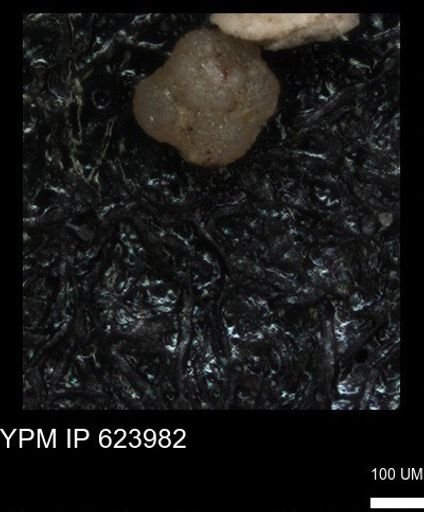 undet. Foraminiferida