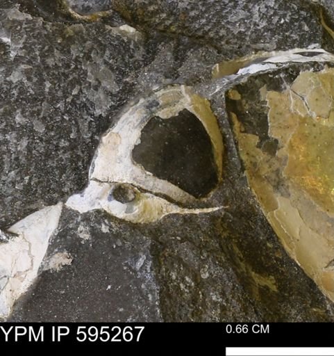 Protocardia sp.