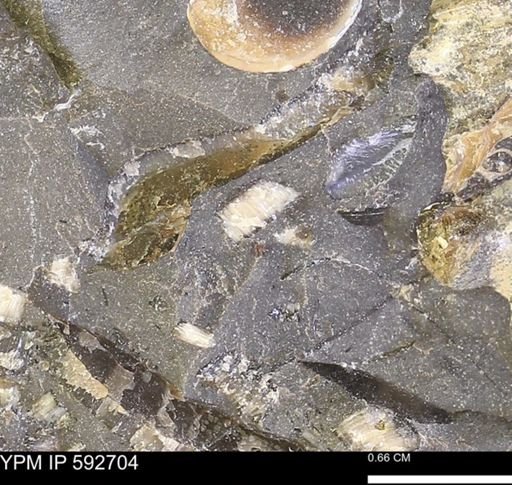 undet. Inoceramidae