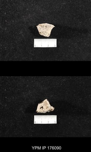 Hercosia sp.