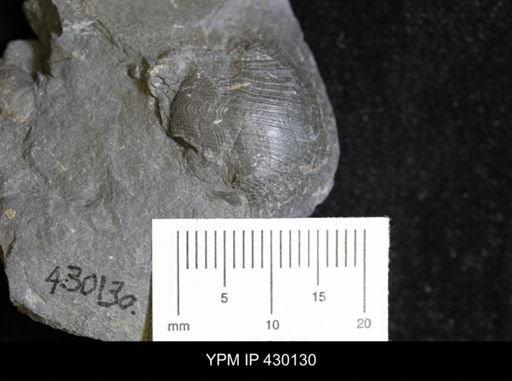 Retispira (Bucanopsis) leda