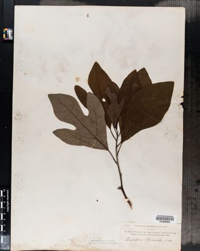 Sassafras albidum