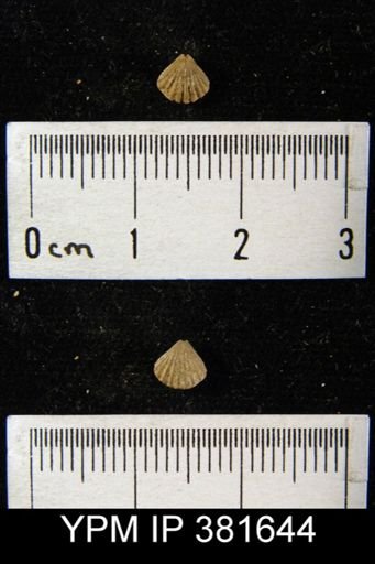 Camarotoechia sp.