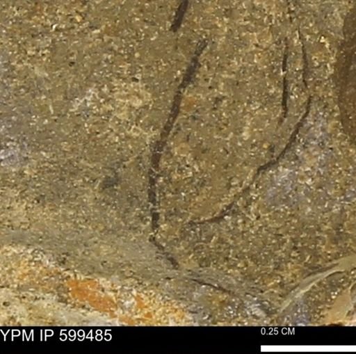 undet. Bivalvia