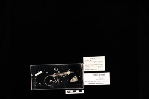 Goniurosaurus lichtenfelderi