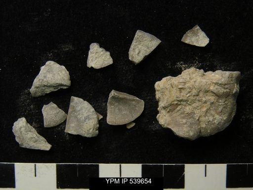 Sowerbyella sp.