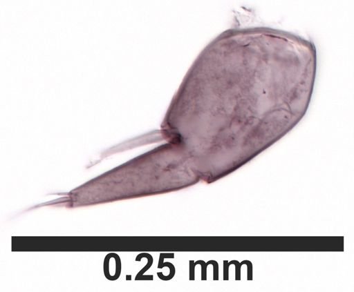 Hyalella cf. azteca