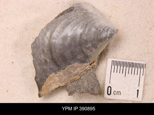 Bivalvia