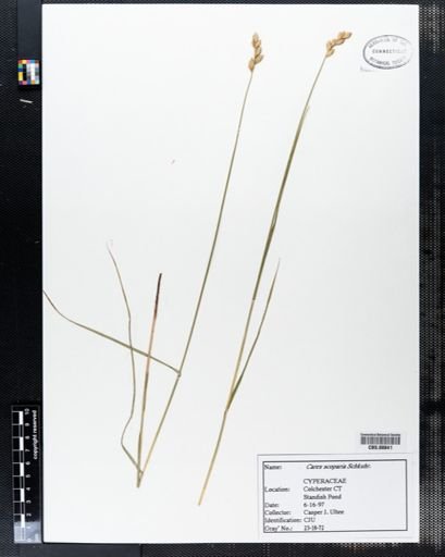 Carex scoparia