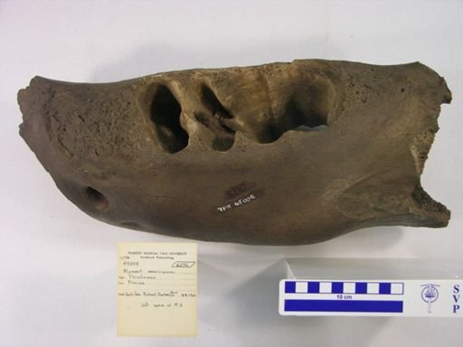 Mammut americanum