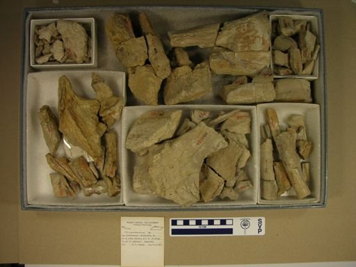 Trinacromerum sp.