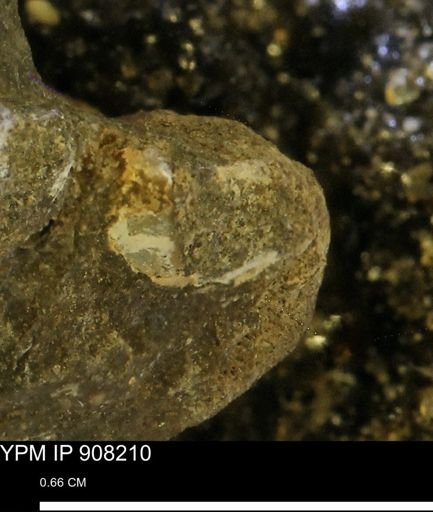 undet. Mollusca