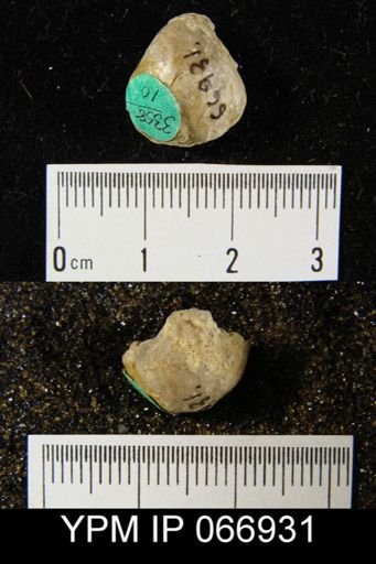 Gypidula comis