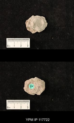 undet. Gastropoda