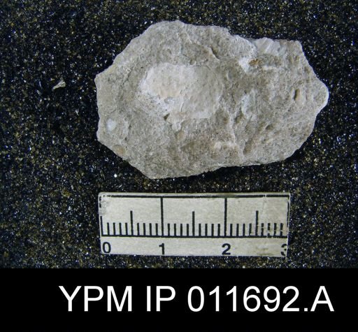 Marginifera manzanica