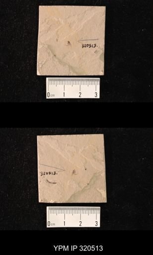 undet. Brachycera