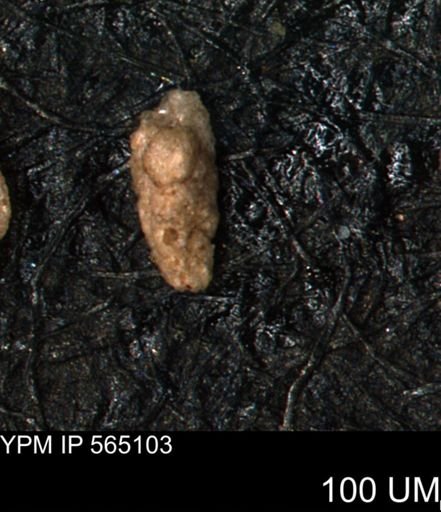 undet. Porifera
