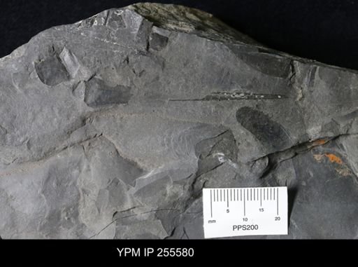 Eurypterida