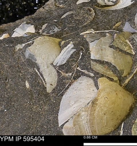 Protocardia sp.