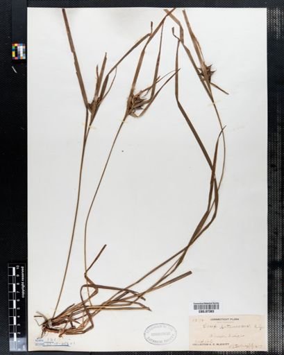 Carex intumescens