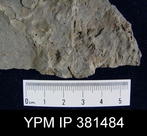 Tropidoleptus sp.