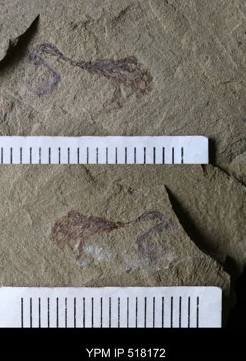 undet. Dendroidea