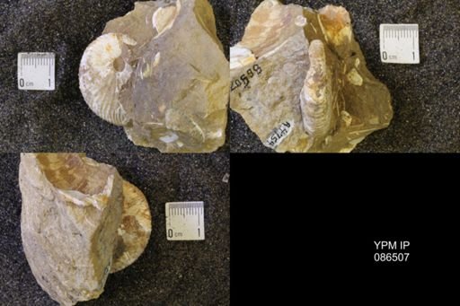 Hoploscaphites birkelundi