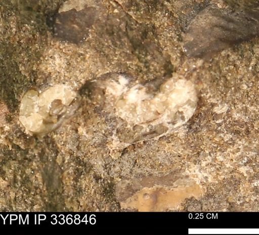 undet. Gastropoda