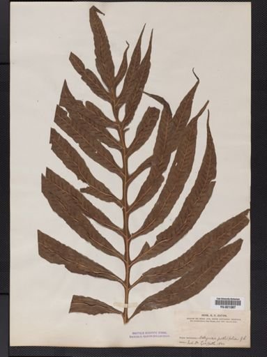 Polypodium