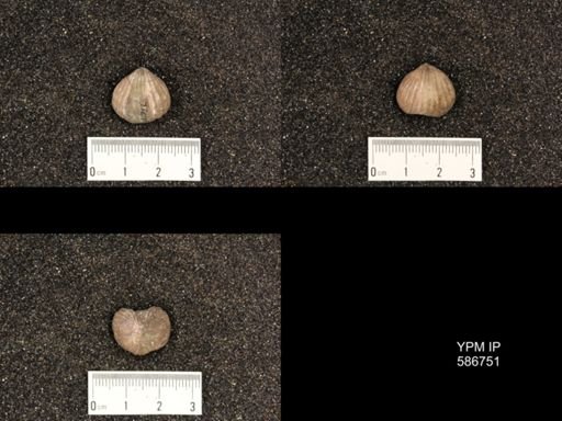 Rhynchotrema capax