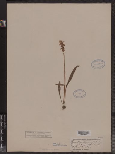 Spiranthes cernua