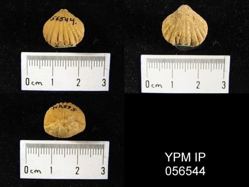 Uncinulus sp.