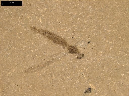 undet. Tipulidae