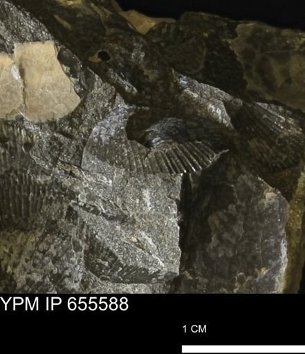 Oxytoma (Hypoxytoma) nebrascana