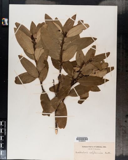 Sassafras