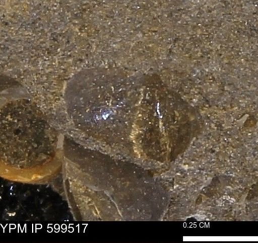 Protocardia subquadrata