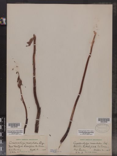 Corallorhiza maculata