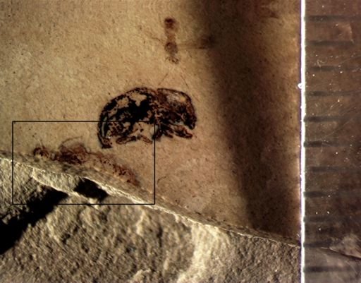 undet. Insecta