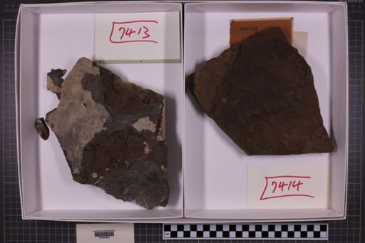 mixed taxa, stratigraphic collection