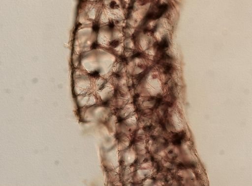 Oceanapia peltata