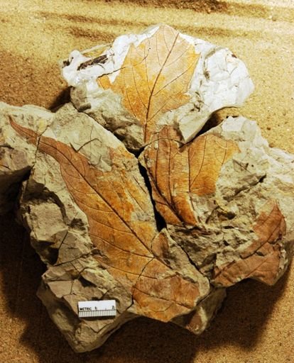 Ficus artocarpoides