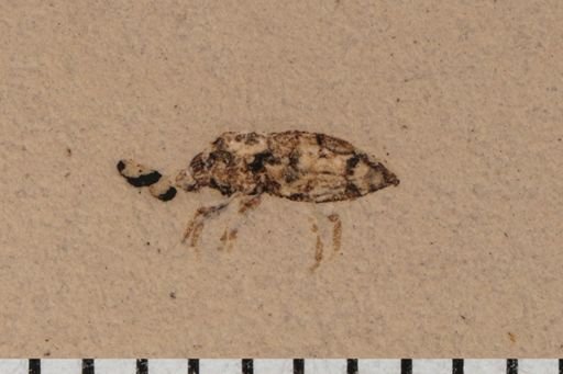 Curculionidae