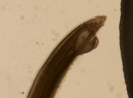 Anisakis