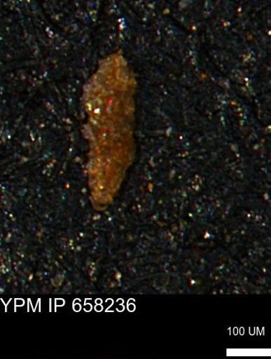 Verneuilinoides kansasensis