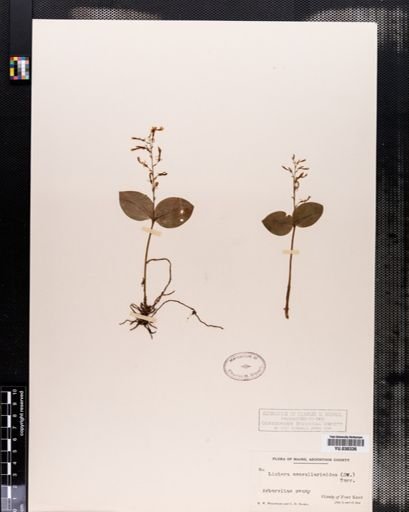 Listera convallarioides