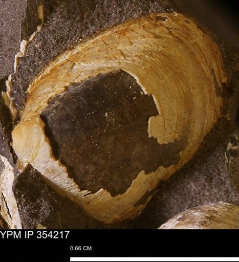 undet. Bivalvia