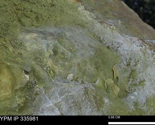 undet. Bivalvia