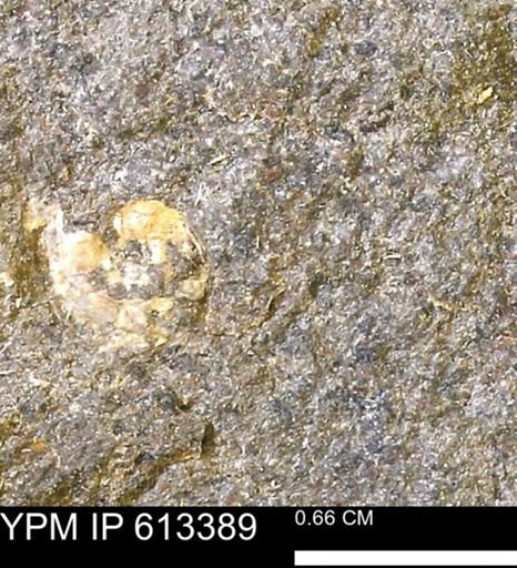 Scaphites sp.